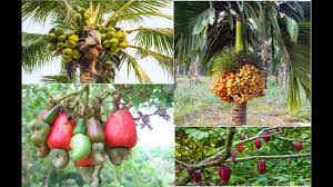 ರಾಷ್ಟ್ರೀಯ ತೋಟಗಾರಿಕೆ ಮಿಷನ್ ಯೋಜನೆಯಡಿ ವಿವಿಧ ಸೌಲಭ್ಯಗಳಿಗಾಗಿ  ಅರ್ಜಿ ಆಹ್ವಾನ