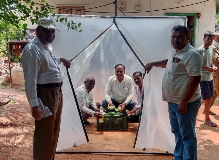 ಮಾವು ಹಣ್ಣು ಮಾಗಿಸುವ ನೂತನ ತಂತ್ರಜ್ಞಾನ : ರೈತರಿಗೆ ವರದಾನ