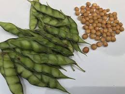 ಬೆಂಬಲ ಬೆಲೆ ಯೋಜನೆಯಡಿ ತೊಗರಿ ಖರೀದಿ