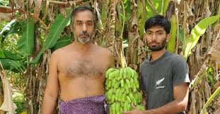 ತಿರುವನಂತಪುರದಲ್ಲಿ 500ಕ್ಕೂ ಹೆಚ್ಚು ಬಾಳೆ ತಳಿಗಳನ್ನು ಬೆಳೆಸಿದ “ಬಾಳೆಹಣ್ಣಿನ ಮನುಷ್ಯ” ವಿನೋದ್ ನಾಯರ್
