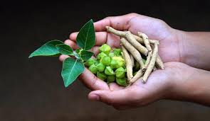 ಅಶ್ವಗಂಧ ಬಳಕೆಗೆ ಹೊಸ ನಿಯಮ: ಎಲೆಗಳಿಗೆ ನಿಷೇಧ, ಬೇರುಗಳಿಗೆ ಮಾತ್ರ ಅನುಮತಿ