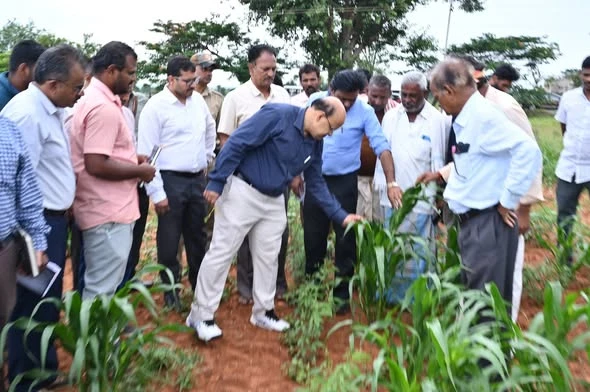ಕೊಪ್ಪಳ, ಇರಕಲ್‌ಗಡ ಹೋಬಳಿ: ಮಳೆ ಕೊರತೆಯಿಂದ ಬೆಳೆಗಳು ಕುಂಠಿತಗೊಂಡಿರುವ ಕೃಷಿ ತಾಕುಗಳಿಗೆ ಡಿಸಿ, ಸಿಇಒ ಭೇಟಿ