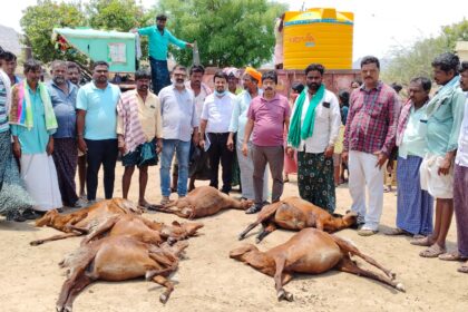 ನಡಿವಿ ಗ್ರಾಮದಲ್ಲಿ 63 ಕುರಿಗಳ ಸಾವು