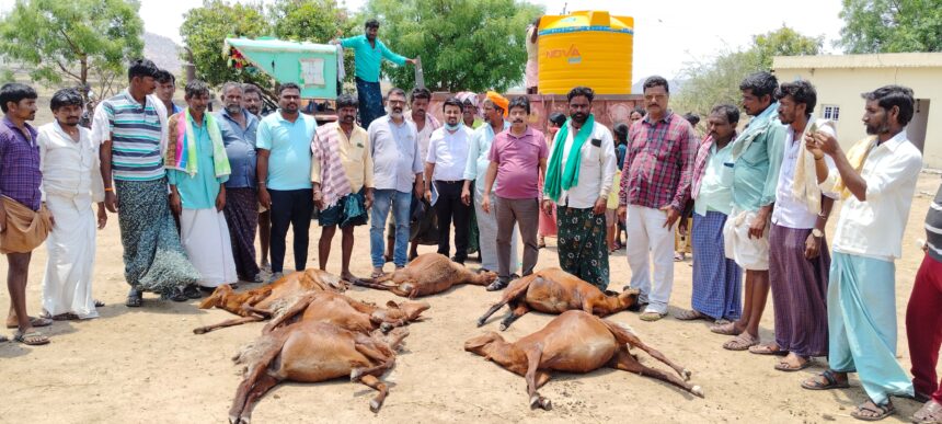 ನಡಿವಿ ಗ್ರಾಮದಲ್ಲಿ 63 ಕುರಿಗಳ ಸಾವು