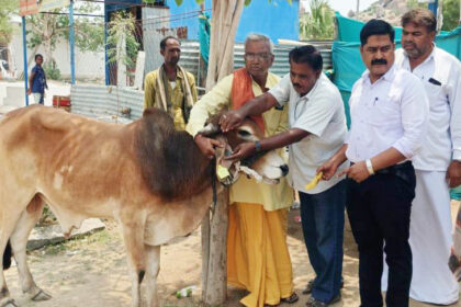 ಕಟುಕರ ಪಾಲಗುತ್ತಿರುವ ದೇವಿಯ ಹರಕೆ ಗೋವುಗಳು