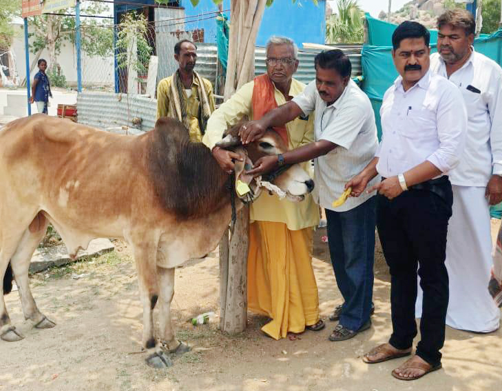 ಕಟುಕರ ಪಾಲಗುತ್ತಿರುವ ದೇವಿಯ ಹರಕೆ ಗೋವುಗಳು