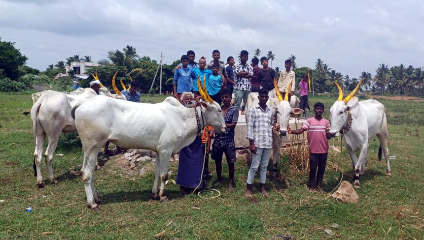 ಕಂಪ್ಲಿ ತಾಲ್ಲೂಕು ವ್ಯಾಪ್ತಿಯಲ್ಲಿ ಸಂಭ್ರಮದ ಕಾರಹುಣ್ಣಿಮೆ ಎತ್ತುಗಳನ್ನು ಅಲಂಕರಿಸುವಲ್ಲಿ, ಎತ್ತುಗಳ ಶೃಂಗಾರದ ವಸ್ತುಗಳನ್ನು ಕೊಳ್ಳುವಲ್ಲಿ ನಿರತರಾದ ಅನ್ನದಾತರು.