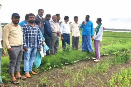 ಈರುಳ್ಳಿ ಬೆಳೆ: ರೋಗ ಕೀಟಗಳ ನಿರ್ವಹಣಾ ಕ್ರಮಗಳು