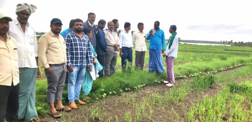 ಈರುಳ್ಳಿ ಬೆಳೆ: ರೋಗ ಕೀಟಗಳ ನಿರ್ವಹಣಾ ಕ್ರಮಗಳು