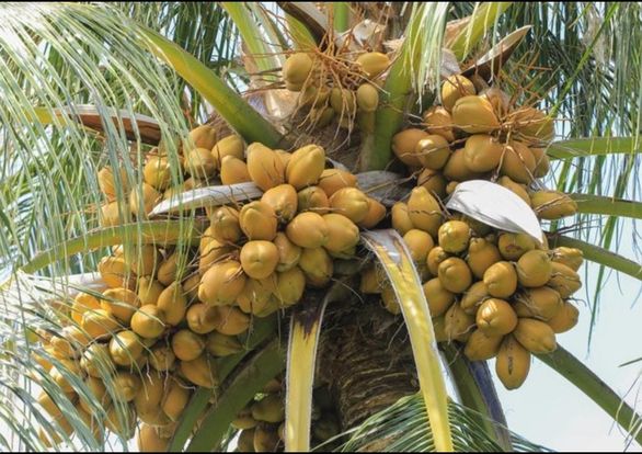 ತೆಂಗುಬೆಳೆಯಲ್ಲಿ ರೋಗ ಕೀಟ ಬಾದೆ : ಪೋಷಕಾಂಶ ನೀಡಿ ರೋಗ ನಿರೋಧಕ ಶಕ್ತಿ ಹೆಚ್ಚಿಸಲು ಸಲಹೆ