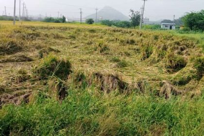 ನೆಲಕ್ಕೆ ಬಿದ್ದ ಸಾವಿರಾರು ಎಕರೆ ಭತ್ತ