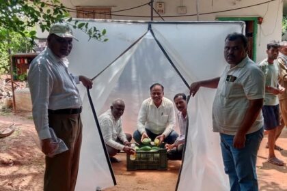 ಮಾವು ಹಣ್ಣು ಮಾಗಿಸುವ ನೂತನ ತಂತ್ರಜ್ಞಾನ : ರೈತರಿಗೆ ವರದಾನ
