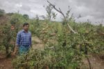 ದಾಳಿಂಬೆ ಬೆಳೆಗೆ ದುಂಡಾಣು ಬಾದೆ