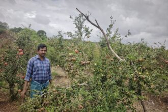 ದಾಳಿಂಬೆ ಬೆಳೆಗೆ ದುಂಡಾಣು ಬಾದೆ